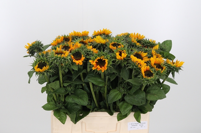 <h4>Helianthus An Sonja</h4>