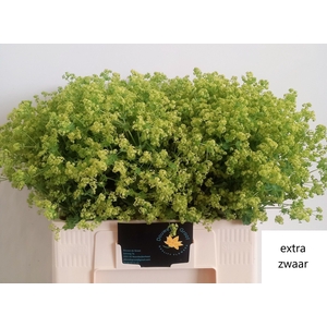 ALCHEM M ROBUSTICA