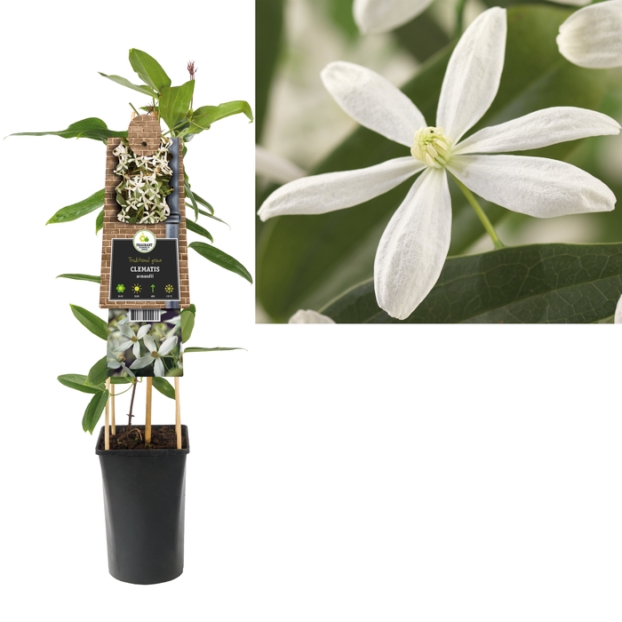 <h4>Clematis armandii 3.0 label</h4>