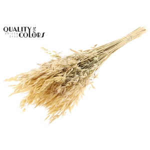 Avena Wild per bunch Natural