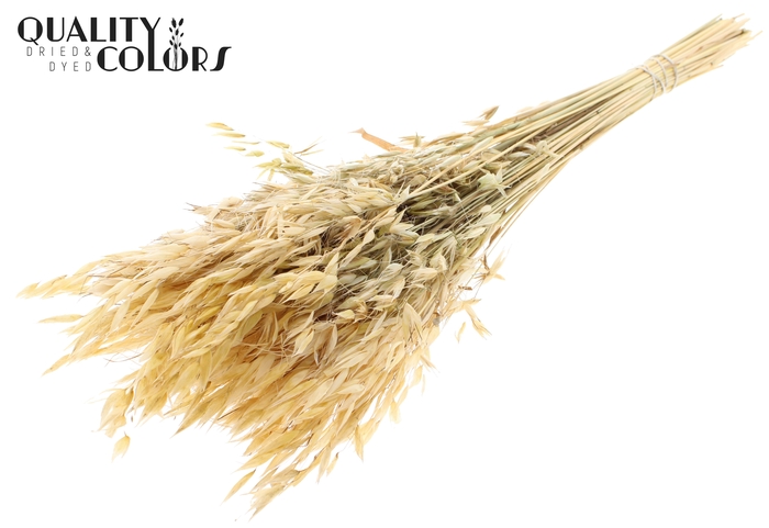 <h4>Avena Wild per bunch Natural</h4>