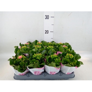 Kalanchoe  'Else Flowers Oakley'