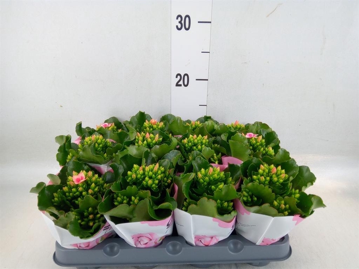 <h4>Kalanchoe  'Else Flowers Oakley'</h4>