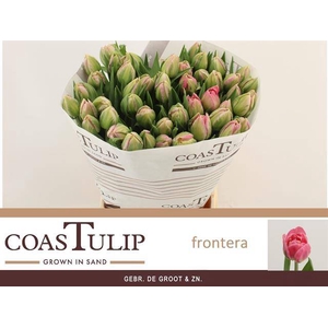 Tulipa do frontera