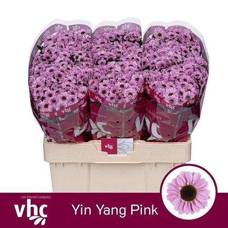 <h4>Chr S Yin Yang Pink</h4>