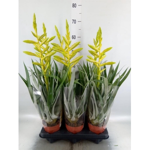 Tillandsia oerstediana