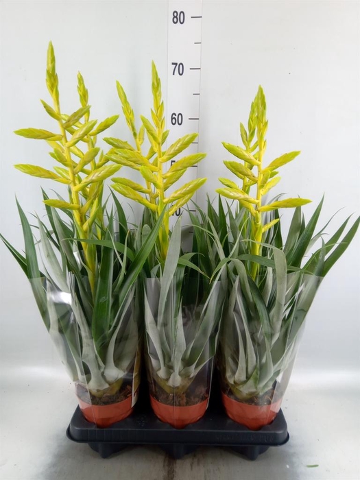 <h4>Tillandsia oerstediana</h4>