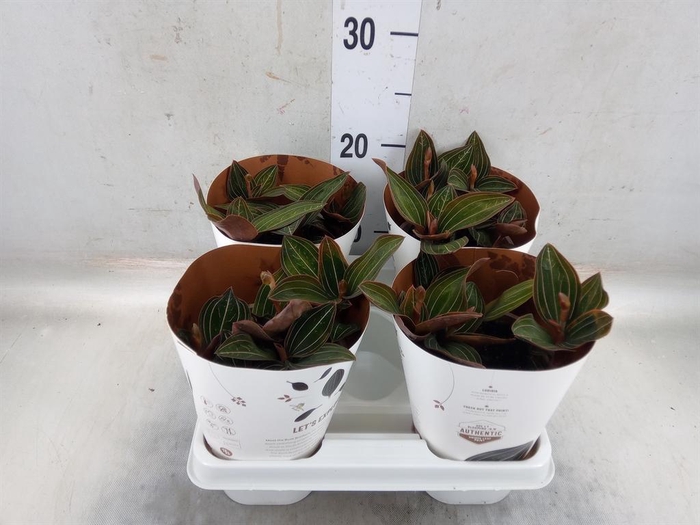 <h4>Ludisia discolor</h4>