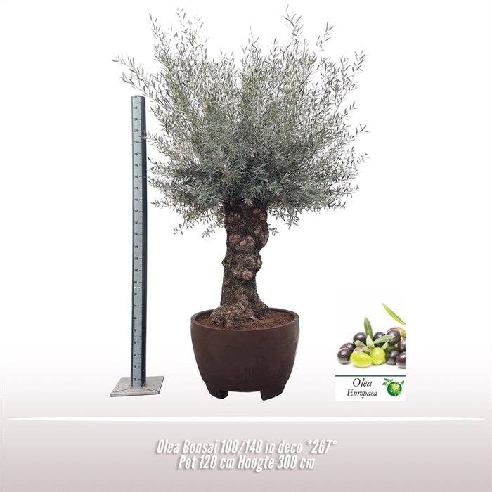 <h4>Olea Bonsai 100/140 in deco *267*</h4>