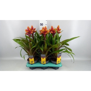 Guzmania   ...