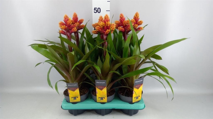 <h4>Guzmania   ...</h4>