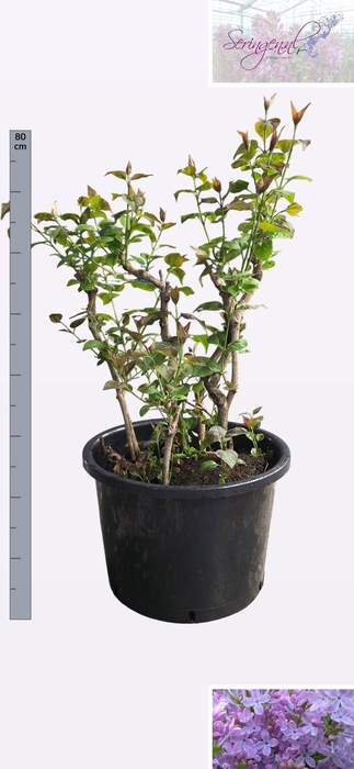 <h4>SYRI V LAVALIENSIS</h4>