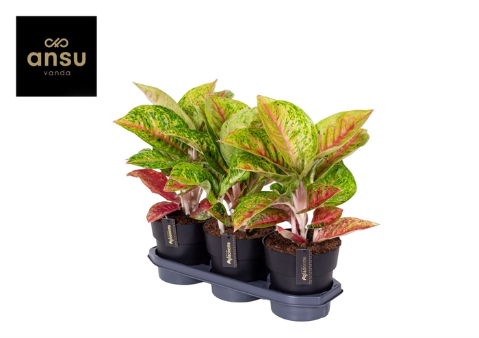 <h4>Aglaonema overig</h4>