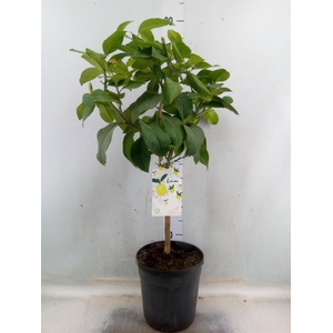 Citrus limon