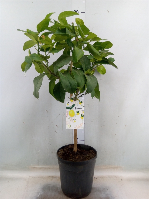 <h4>Citrus limon</h4>