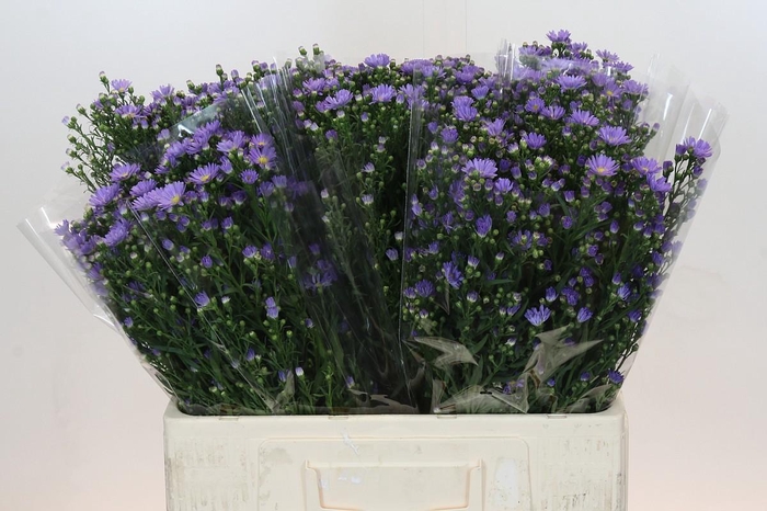 <h4>Aster Cassandra</h4>