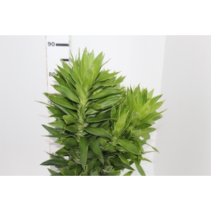 FOLHAGEM DRACENA PLEOMELE VERDE