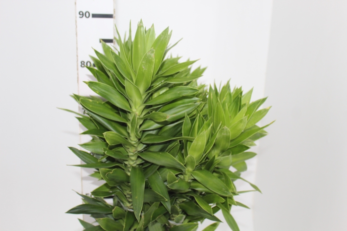 <h4>FOLHAGEM DRACENA PLEOMELE VERDE</h4>