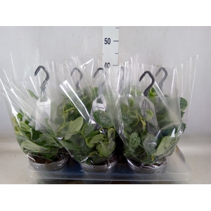 Scindapsus pictus 'Argyraeus'
