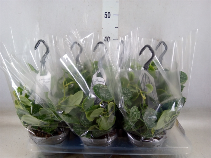 <h4>Scindapsus pictus 'Argyraeus'</h4>