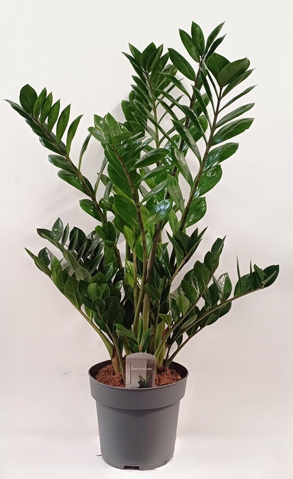 <h4>zamio pot 24</h4>