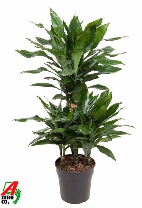 <h4>Dracaena Janet Lind 45-carrousel</h4>