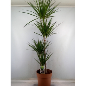 Dracaena marg.