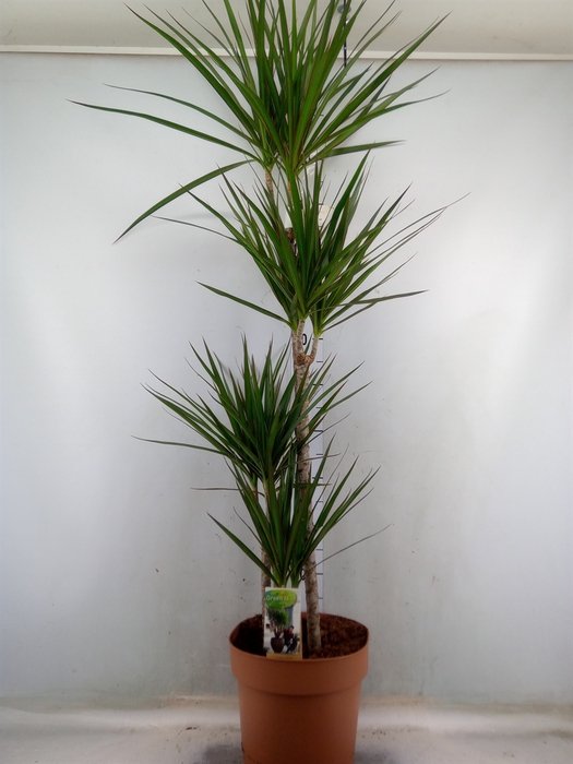 <h4>Dracaena marg.</h4>