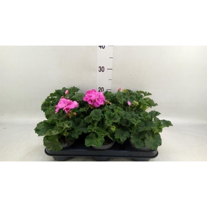 Pelargonium zona.   ...F1