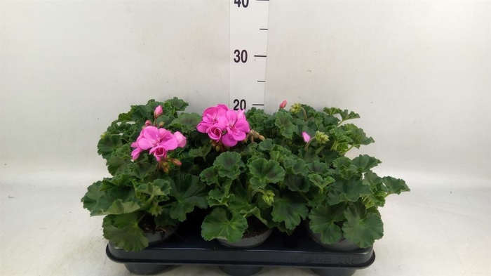 <h4>Pelargonium zona.   ...F1</h4>