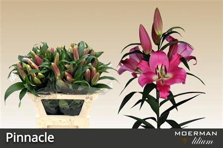<h4>Lilium (OT-hybrids Grp) 'Pinnacle'</h4>