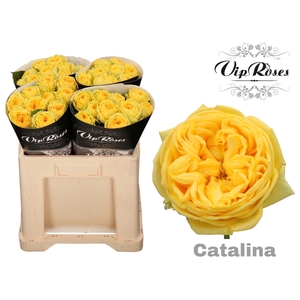 R GR CATALINA