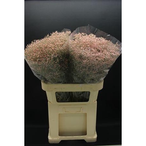 Gyps Fijn Rose Licht