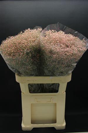 <h4>Gyps Fijn Rose Licht</h4>