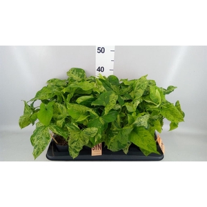 Syngonium podop. 'Mottled'