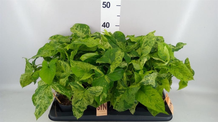 <h4>Syngonium podop. 'Mottled'</h4>