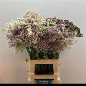 Daucus Carota Dara