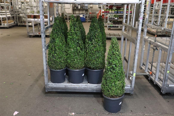 <h4>Buxu Sempervirens</h4>