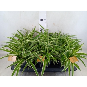 Chlorophytum com. 'Ocean'