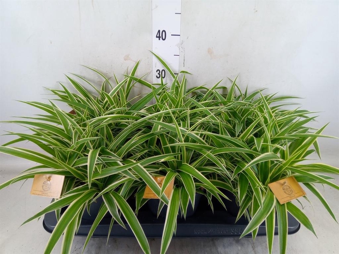 <h4>Chlorophytum com. 'Ocean'</h4>