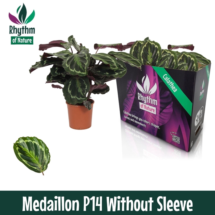 Calathea 14cm Medaillon - Rhythm of Nature zonder hoes