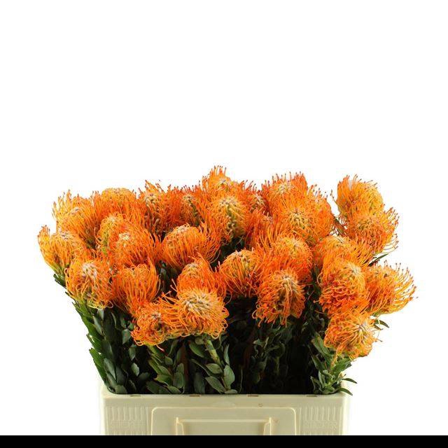 <h4>Leuco Ayoba Orange</h4>