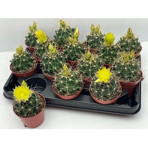 CACTUS BLOEIEND GEM