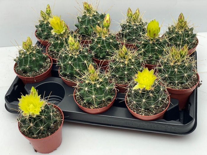 <h4>CACTUS BLOEIEND GEM</h4>