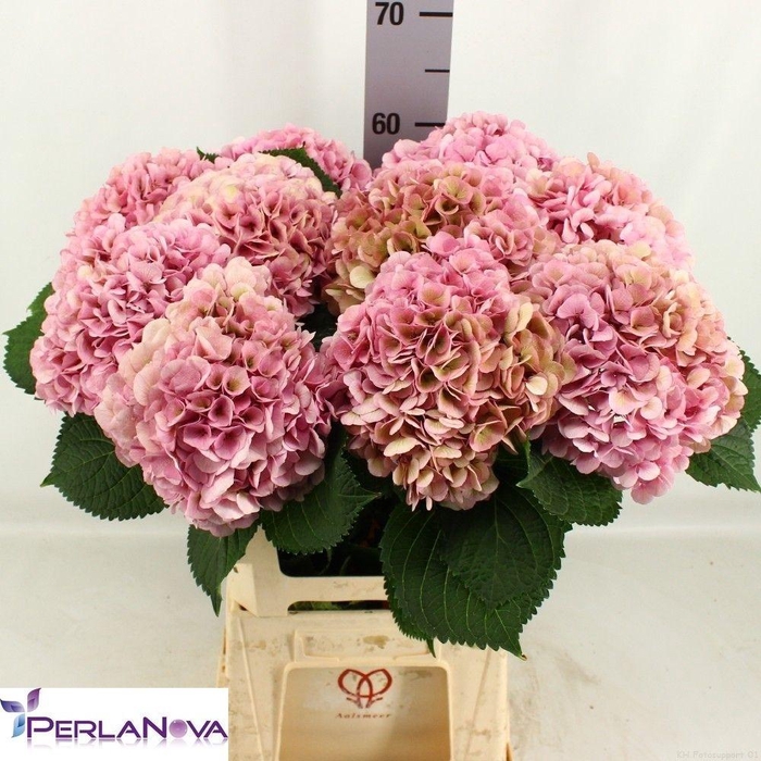 <h4>Hydr M My Vienna Cl</h4>