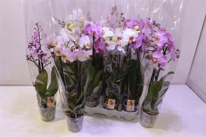 <h4>arr8 Phal Gem</h4>