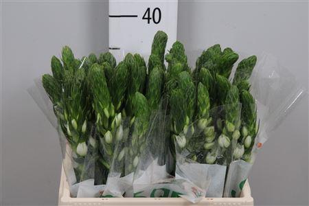 <h4>Ornit Thy Milky Way</h4>