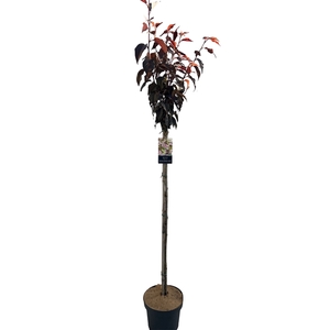 Prunus Royal Burgundy Stam 120cm