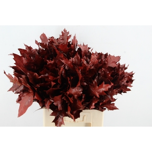 QUERC RUBRA FROST ORANJE