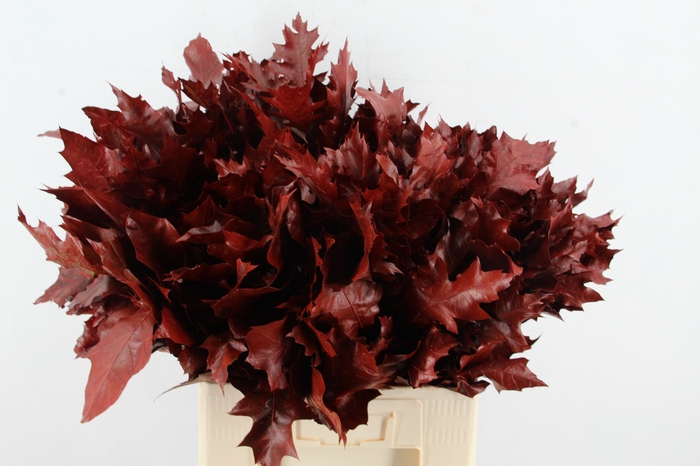 <h4>QUERC RUBRA ROOD</h4>